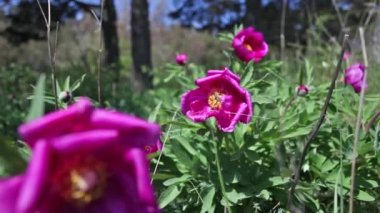 Dağlarda vahşi pembe şakayık çiçekleri