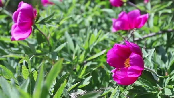 Flores Peonía Rosa Salvaje Las Montañas — Vídeo de stock © Alexandra Lande  #380061548
