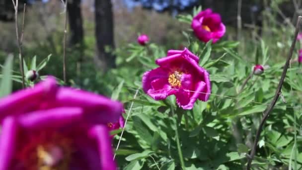 Wildrosa Pfingstrosenblüten Den Bergen — Stockvideo