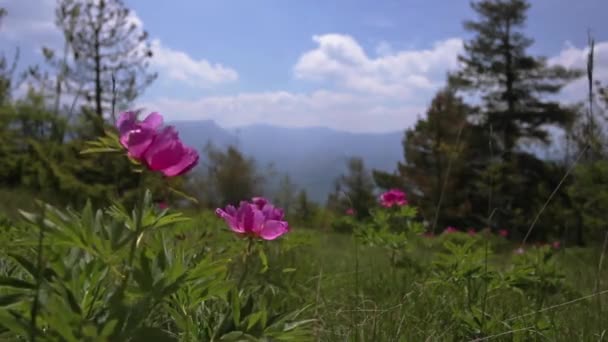 Wilde Roze Pioenroos Bloemen Bergen — Stockvideo