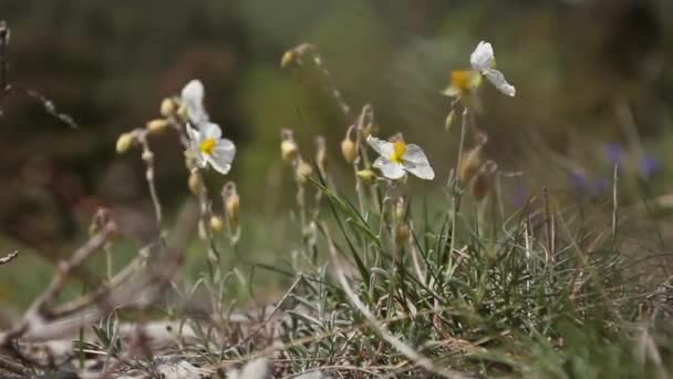 Plantes sauvages dans les Alpes au printemps