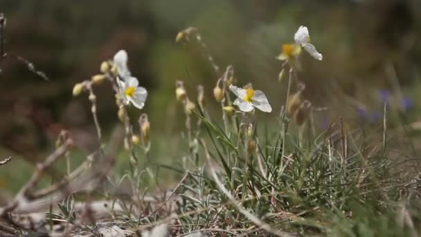 春天阿尔卑斯山里的野生植物 — 图库视频影像