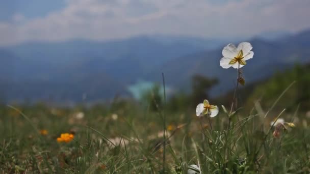 Dağlarda Yabani Beyaz Çiçekler Alpler — Stok video