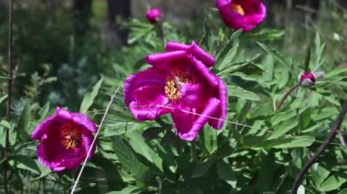 Dağlarda vahşi pembe şakayık çiçekleri