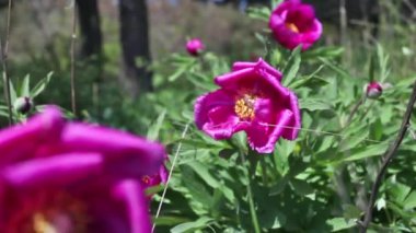 Dağlarda vahşi pembe şakayık çiçekleri