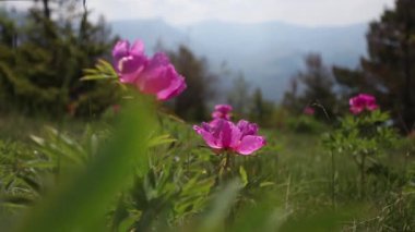 Dağlarda vahşi pembe şakayık çiçekleri