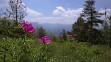 Alp dağlarında vahşi pembe şakayık çiçekleri