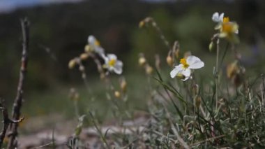 Dağlarda yabani beyaz çiçekler Alpler