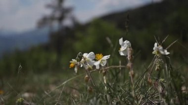 Dağlarda yabani bahar çiçekleri 