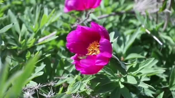 Wild Pink Peony Flowers Mountains — Stock Video