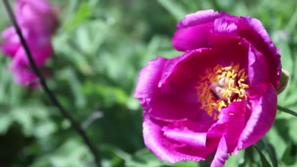 Wilde Roze Pioenroos Bloemen Bergen — Stockvideo