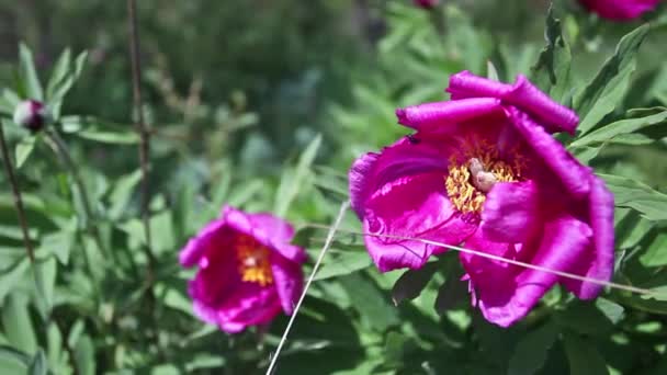 Vild Rosa Pion Blommor Bergen — Stockvideo