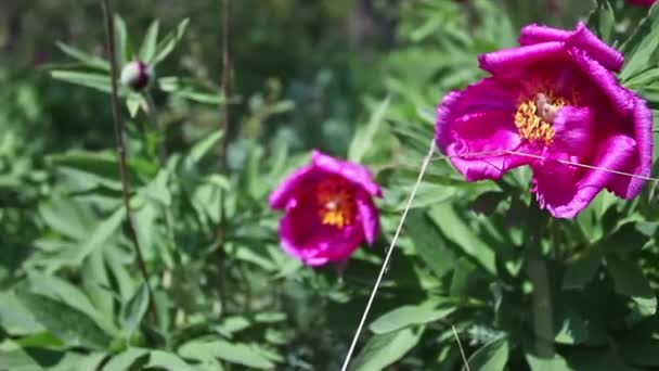 Дикі Рожеві Півонійні Квіти Горах — стокове відео