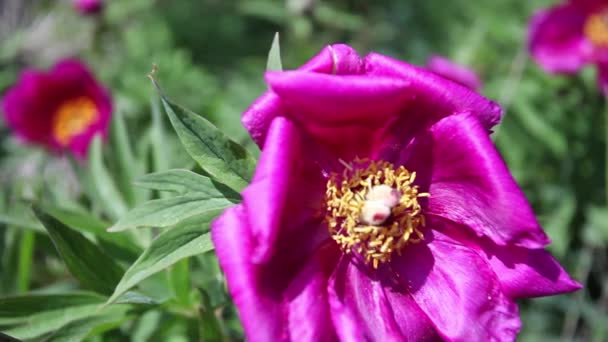 Дикі Рожеві Півонійні Квіти Горах — стокове відео