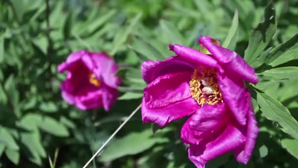 Fiori Peonia Rosa Selvatica Montagna — Video Stock