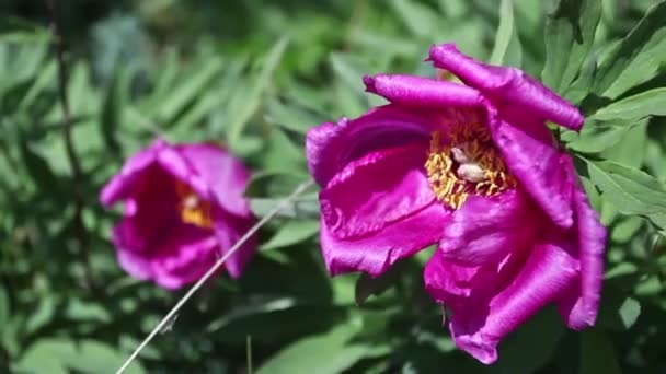Dzikie Różowe Kwiaty Piwonii Górach — Wideo stockowe