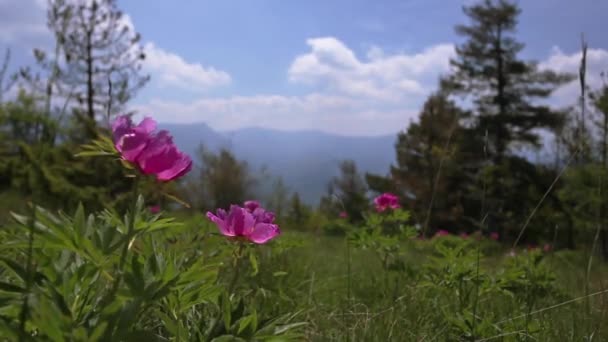 Wildrosa Pfingstrosenblüten Den Bergen — Stockvideo