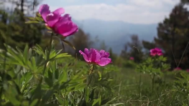 Wilde Roze Pioenroos Bloemen Alpen Bergen — Stockvideo