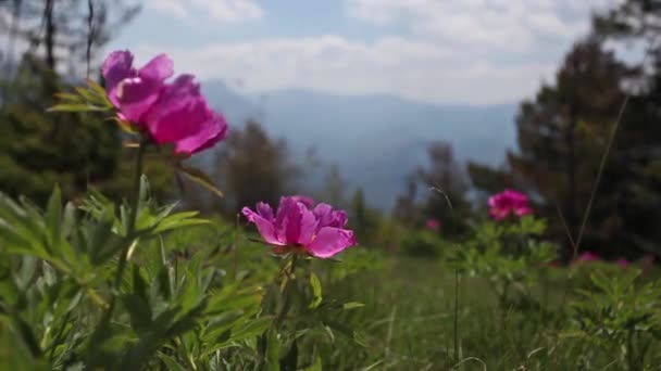 Dzikie Różowe Kwiaty Piwonii Alpach — Wideo stockowe