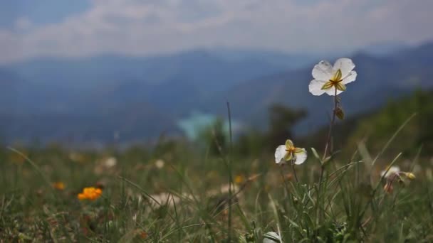 Dzikie Białe Kwiaty Alpach — Wideo stockowe