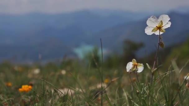 Дикі Білі Квіти Горах Альп — стокове відео