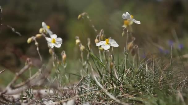Fleurs blanches sauvages dans les montagnes Alpes