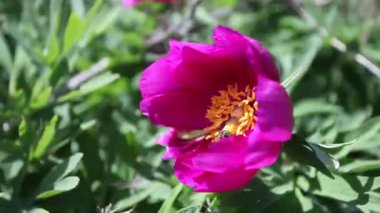 Dağlarda vahşi pembe şakayık çiçekleri