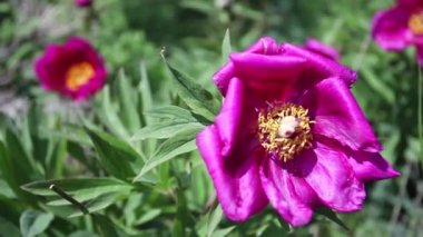 Dağlarda vahşi pembe şakayık çiçekleri