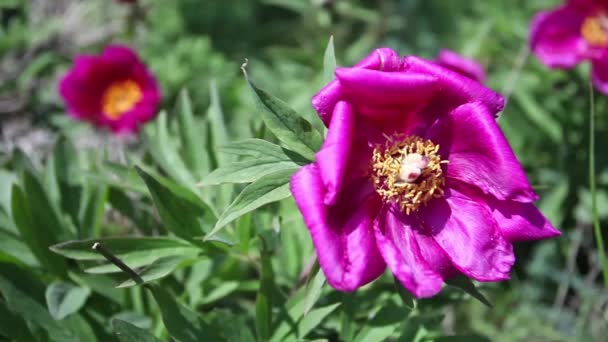 Vild Rosa Pion Blommor Bergen — Stockvideo