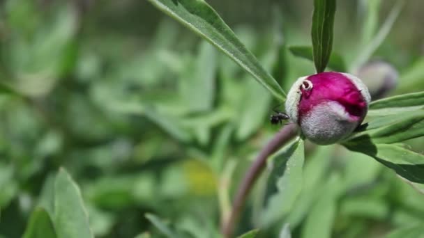 Flores Peônia Rosa Selvagens Montanhas — Vídeo de Stock