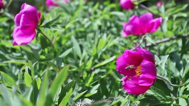 Дикі Рожеві Квіти Півонії Горах — стокове відео