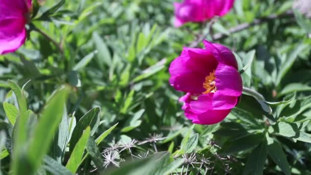Άγρια Ροζ Παιώνια Λουλούδια Στα Βουνά — Αρχείο Βίντεο