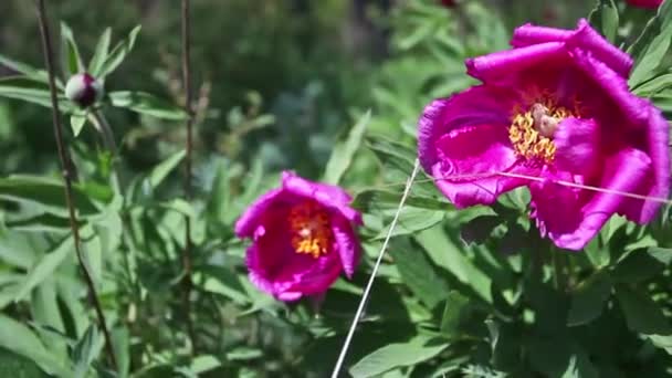 Vild Rosa Pion Blommor Bergen — Stockvideo