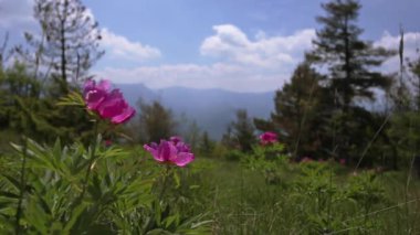 Alp dağlarında vahşi pembe şakayık çiçekleri