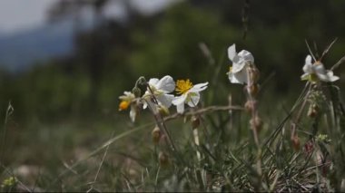 Dağlarda yabani bahar çiçekleri 