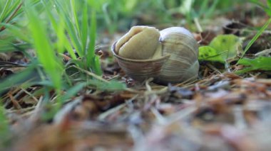 Yeşil bahar çimlerinde komik salyangoz maceraları