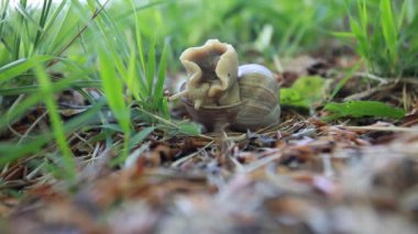 Yeşil bahar çimlerinde komik salyangoz maceraları