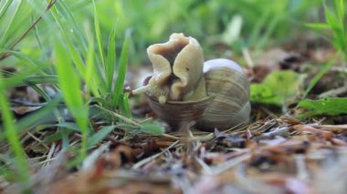 Yeşil bahar çimlerinde komik salyangoz maceraları