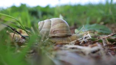 Yeşil bahar çimlerinde komik salyangoz maceraları