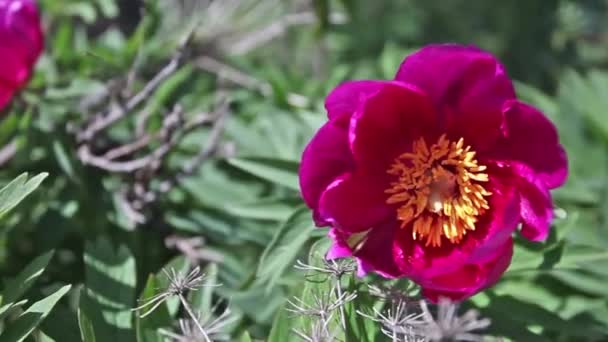 Άγρια Ροζ Παιώνια Λουλούδια Στα Βουνά — Αρχείο Βίντεο