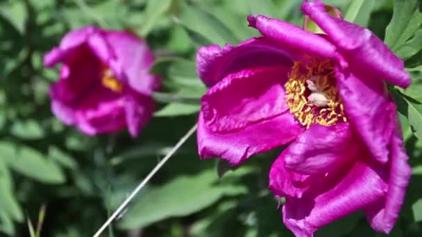 Vad Rózsaszín Bazsarózsa Virágok Alpokban — Stock videók