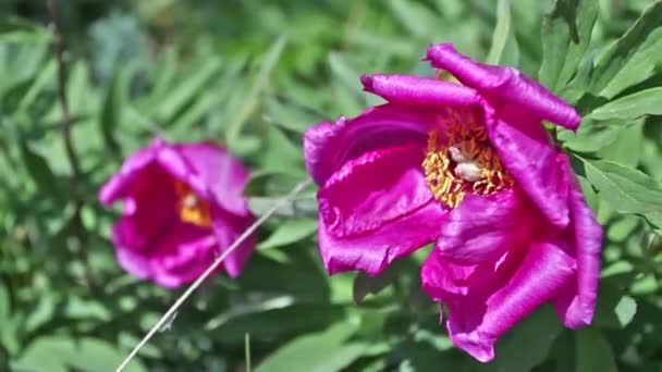 Vild Rosa Pion Blommor Bergen — Stockvideo