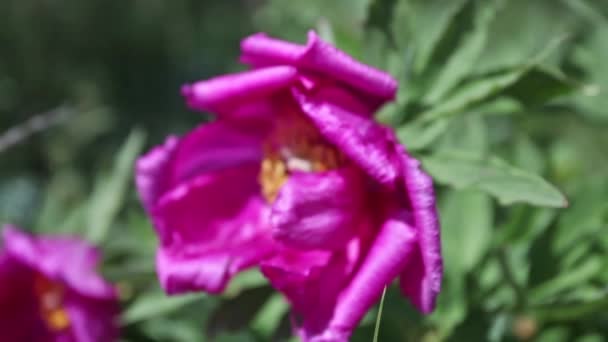 Дикі Рожеві Квіти Півонії Горах — стокове відео