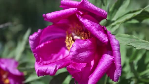 Dzikie Różowe Kwiaty Piwonii Górach — Wideo stockowe