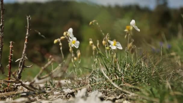 Dağlarda Yabani Bahar Çiçekleri — Stok video