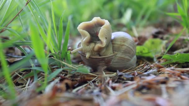 Drôles d'aventures d'escargot dans l'herbe verte de printemps