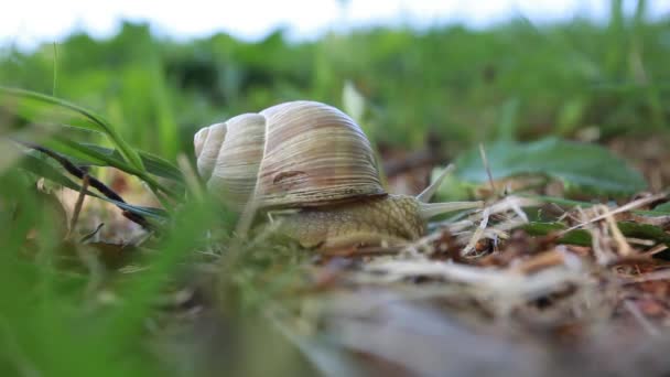 Drôles d'aventures d'escargot dans l'herbe verte de printemps