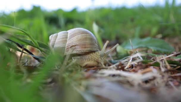 Divertidas Aventuras Caracol Hierba Verde Primavera — Vídeos de Stock