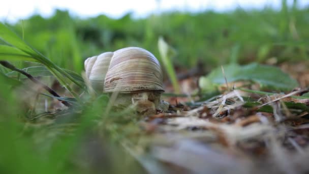 Drôles d'aventures d'escargot dans l'herbe verte de printemps