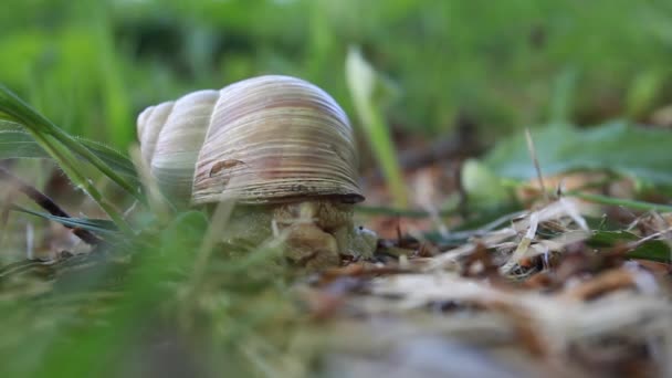 Drôles d'aventures d'escargot dans l'herbe verte de printemps
